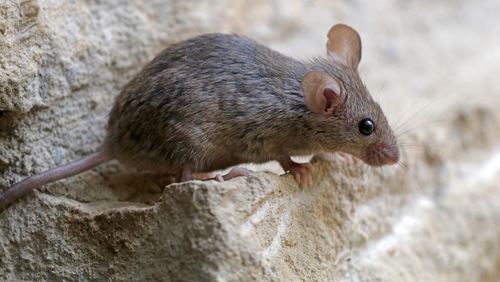 House mouse crawling on brick in Charlotte: gray, big ears, small, and pointy ears.